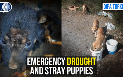 OIPA VOLUNTEERS IN TURKEY ARE STRUGGLING WITH PUPPIES’ EMERGENCY