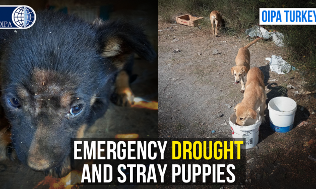 OIPA VOLUNTEERS IN TURKEY ARE STRUGGLING WITH PUPPIES’ EMERGENCY