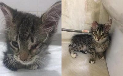 LIYA, LUI AND OTHER ABANDONED KITTENS RESCUED IN BAKU. HELP OUR DELEGATION COVER THEIR STERILIZATIONS, VACCINATIONS AND TREATMENTS