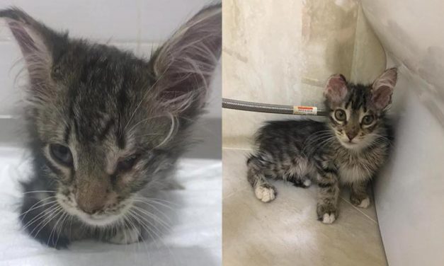 LIYA, LUI AND OTHER ABANDONED KITTENS RESCUED IN BAKU. HELP OUR DELEGATION COVER THEIR STERILIZATIONS, VACCINATIONS AND TREATMENTS
