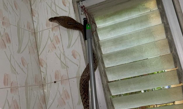 A SPECTACLED COBRA RESCUED FROM A WASHROOM IN MUMBAI