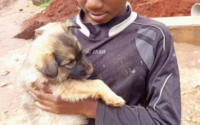 13 DOGS HEALED FROM DISTEMPER THANKS TO THE PROMPT INTERVENTION OF OIPA CAMEROON AND OUR PROJECT “SAVE A STRAY”