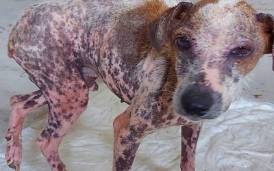 COMPASSION AND CONCERN HAVE CHANGED A DOG’S DESTINY. NOW, HELP THOT START A NEW LIFE