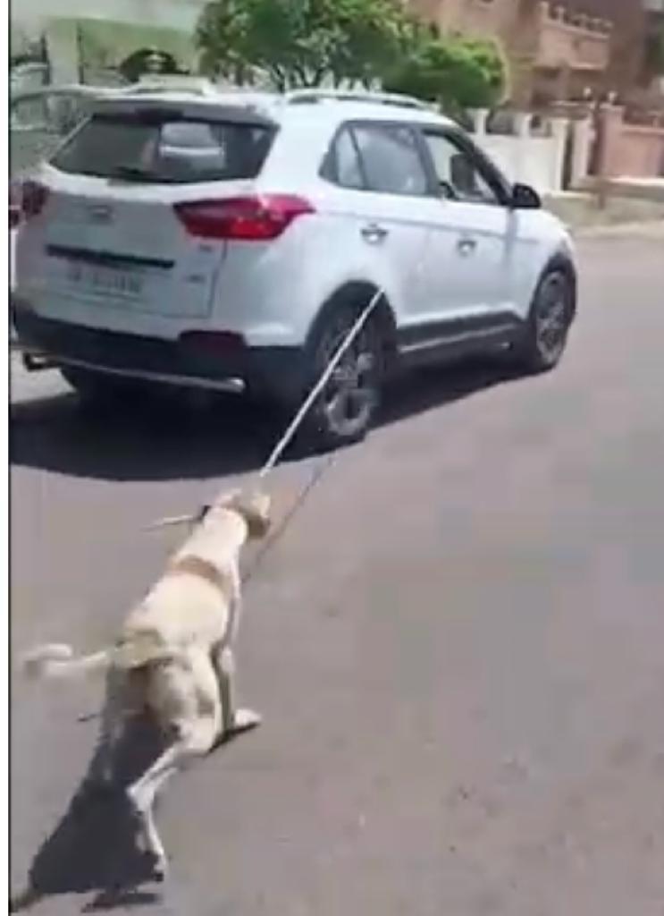 TERRIBLE EPISODE OF ANIMAL CRUELTY AGAINST A STRAY DOG REPORTED BY OIPA AND  WORLD RAJASTHAN | OIPA