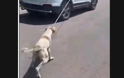 TERRIBLE EPISODE OF ANIMAL CRUELTY AGAINST A STRAY DOG REPORTED BY OIPA AND WORLD RAJASTHAN