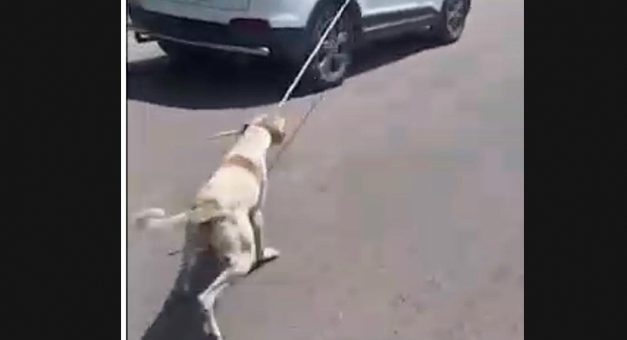 TERRIBLE EPISODE OF ANIMAL CRUELTY AGAINST A STRAY DOG REPORTED BY OIPA AND WORLD RAJASTHAN