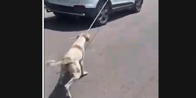 TERRIBLE EPISODE OF ANIMAL CRUELTY AGAINST A STRAY DOG REPORTED BY OIPA AND  WORLD RAJASTHAN | OIPA