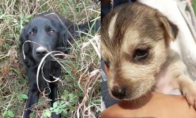 DUMPED IN A RURAL AREA MUM AND PUPPIES HAVE BEEN RESCUED AND MOVED TO A SAFER PLACE