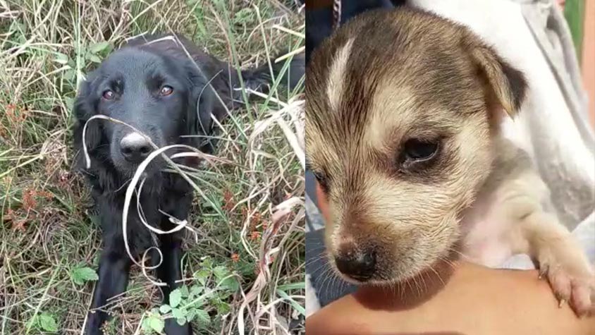 DUMPED IN A RURAL AREA MUM AND PUPPIES HAVE BEEN RESCUED AND MOVED TO A SAFER PLACE