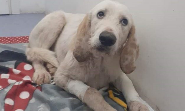 SURVIVED TO THE ATTACK OF A MOLOSSER BREED DOG, THE GENTLE STRAY FREDDY STILL NEEDS CARE TO HEAL COMPLETELY