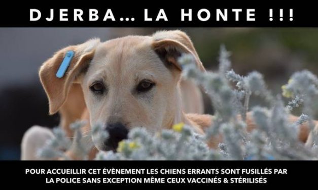THE FRANCOPHONIE SUMMIT IN DJERBA IS STAINED WITH BLOOD OF STRAY DOGS