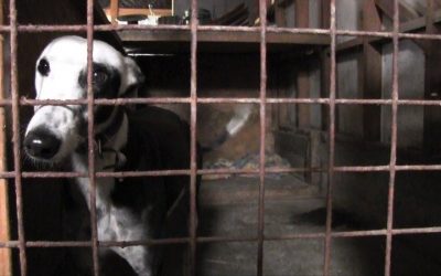 HELP SAVE OVER 50,000 GREYHOUNDS EXPLOITED IN THE RACING INDUSTRY WORLDWIDE