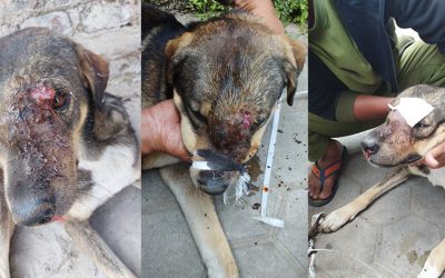 BADLY HIT BY CATAPULT, A SCARED DOG RESCUED BY VOICE OF ANIMAL NEPAL