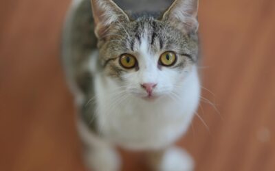 WAG WAG LAUNCHES AN APPEAL ASKING FOR HELP: “WE NEED TO FIND SAFE HOMES ABROAD FOR THE CATS WE SAVED FROM CERTAIN DEATH”