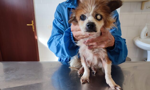 “SHE’S SICK AND OLD. SHE CAN DIE ON THE STREET”. A NEGLECTED 12-YEAR-OLD FEMALE DOG, ROAMING IN SERIOUS HEALTH CONDITIONS, NEEDS ASSISTANCE FOR HER REMAINING TIME. HELP IVA AND OUR VOLUNTEERS IN ITALY