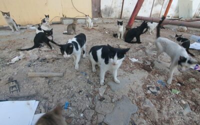 STRAY CATS OF DUBAI RECEIVE AN EARLY CHRISTMAS PRESENT: FOOD DELIVERED AND DISTRIBUTED WITH OUR PROJECT “SAVE A STRAY”