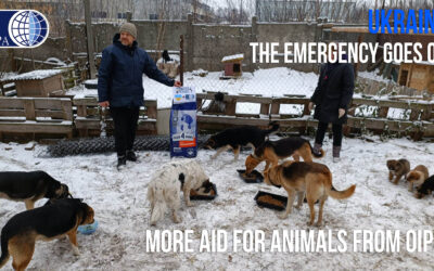 EMERGENCY UKRAINE: SUMMARY OF AID FOR ANIMALS FROM JUNE TO NOVEMBER