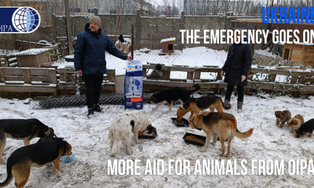 EMERGENCY UKRAINE: SUMMARY OF AID FOR ANIMALS FROM JUNE TO NOVEMBER