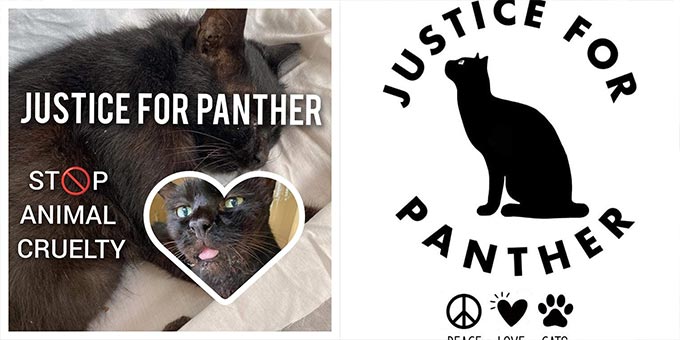 THERE’S NO EXCUSE FOR ANIMAL CRUELTY! JUSTICE FOR PANTHER, A COMMUNITY CAT IN SINGAPORE