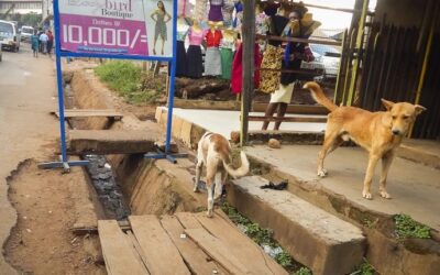 STRAY ANIMALS TO BE KILLED IN WAKISO, UGANDA. OIPA ASKS THE CITY COUNCIL TO REVIEW ITS PLANS