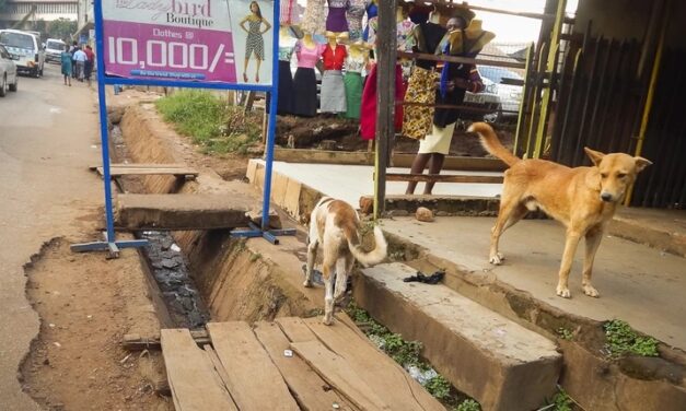 STRAY ANIMALS TO BE KILLED IN WAKISO, UGANDA. OIPA ASKS THE CITY COUNCIL TO REVIEW ITS PLANS
