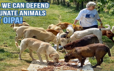 TOGETHER, WE CAN GIVE STRENGTH TO ANIMALS WHO CANNOT DEFEND THEMSELVES. SUPPORT OIPA!
