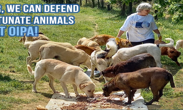 TOGETHER, WE CAN GIVE STRENGTH TO ANIMALS WHO CANNOT DEFEND THEMSELVES. SUPPORT OIPA!