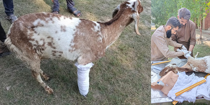 TWO STRAY DOGS, A GOAT AND A BOVINE RECEIVE MEDICAL TREATMENT FROM A VETERINARY OF OIPA LAHORE