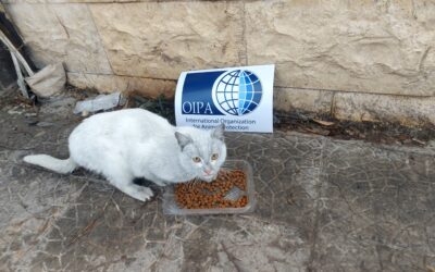 TURKEY-SYRIA EARTHQUAKE EMERGENCY: FIRST DISTRIBUTION OF FOOD AID TO ANIMALS IN NEED