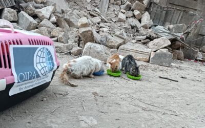 EARTHQUAKE EMERGENCY: DISTRIBUTED FOOD IN ALEPPO AND FIRST ANIMALS RESCUED FROM THE RUBBLE IN TURKEY AND SYRIA