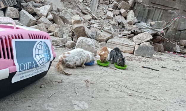 EARTHQUAKE EMERGENCY: DISTRIBUTED FOOD IN ALEPPO AND FIRST ANIMALS RESCUED FROM THE RUBBLE IN TURKEY AND SYRIA