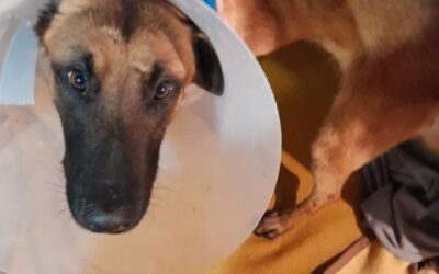 RESCUED WITH A BROKEN LEG AND STARVING, ANUBIS IS HEALING FROM HIS PHYSICAL AND PSYCHOLOGICAL WOUNDS. HELP OIPA MONTENEGRO GIVE HIM A NEW START