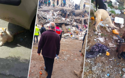 TURKEY-SYRIA EARTHQUAKE EMERGENCY. OIPA HELPS OUT ANIMALS, VICTIMS OF THE DISASTER