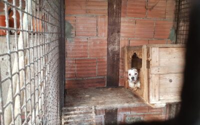 CONFINED 24/7 IN A SMALL CHICKEN ENCLOSURE, GIULY AND NANNY, TWO FEMALE BRETON DOGS, RESCUED BY OIPA ITALY ANIMAL CONTROL OFFICERS. IT’S TIME FOR A NEW LIFE
