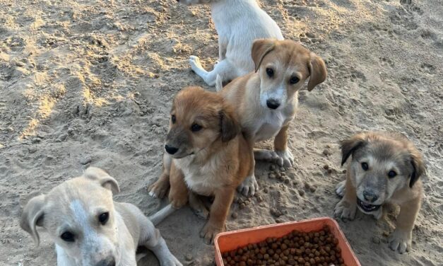 SAVE A STRAY: PET FOOD REACHED HOMELESS ANIMALS IN ABU DHABI