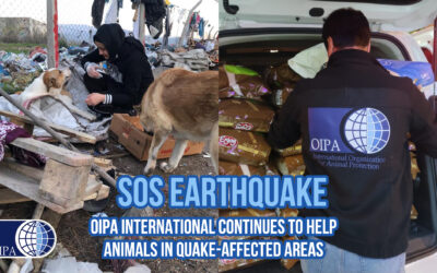 EARTHQUAKE EMERGENCY: OIPA INTERNATIONAL CONTINUES TO HELP ANIMALS IN QUAKE-AFFECTED AREAS