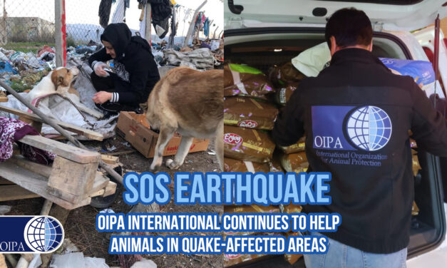 EARTHQUAKE EMERGENCY: OIPA INTERNATIONAL CONTINUES TO HELP ANIMALS IN QUAKE-AFFECTED AREAS