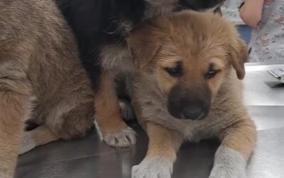 AZERBAIJAN, THREE PUPPIES RESCUED JUST IN TIME FROM CERTAIN DEATH. THEY NEED YOUR HELP TO RECOVER