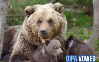 ITALY, BROWN BEAR JJ4 CAPTURED AND IMPRISONED. ANIMALS SHOULDN’T PAY FOR HUMAN MISMANAGEMENT. WE STAND WITH BEARS