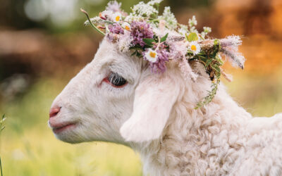 EVEN IF YOU DON’T EAT LAMB, YOUR EASTER CELEBRATION WON’T CHANGE. DON’T EAT AN INNOCENT!