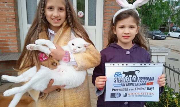 PREVENTION IS THE KINDEST WAY: STERILIZATION PROGRAM IN MONTENEGRO SPONSORED BY OIPA AND KOTOR KITTIES