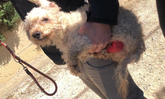 TWENTY DOGS SEIZED BY OIPA ITALY ANIMAL CONTROL OFFICERS. GUARDIAN INVESTIGATED FOR ANIMAL CRUELTY