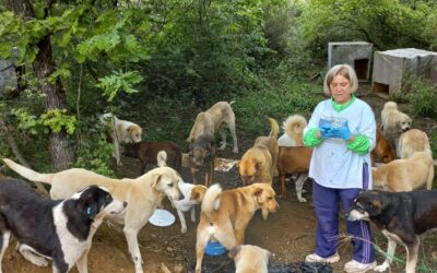 STRAY DOGS IN PENDIK RECEIVED DRY FOOD, BUT THERE IS STILL SO MUCH TO DO TO HELP ANIMALS LOOKED AFTER BY OIPA VOLUNTEERS IN TURKEY