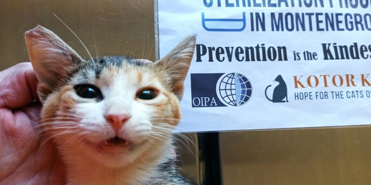 SECOND GROUP OF CATS STERILIZED IN NIKSIC WITH OIPA FUNDING FOR THE PROJECT “PREVENTION IS THE KINDEST WAY”
