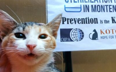 SECOND GROUP OF CATS STERILIZED IN NIKSIC WITH OIPA FUNDING FOR THE PROJECT “PREVENTION IS THE KINDEST WAY”