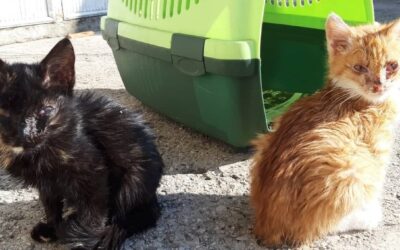 PREVENTION IS THE KINDEST WAY: STERILIZATION PROGRAM IN MONTENEGRO SPONSORED BY OIPA AND KOTOR KITTIES