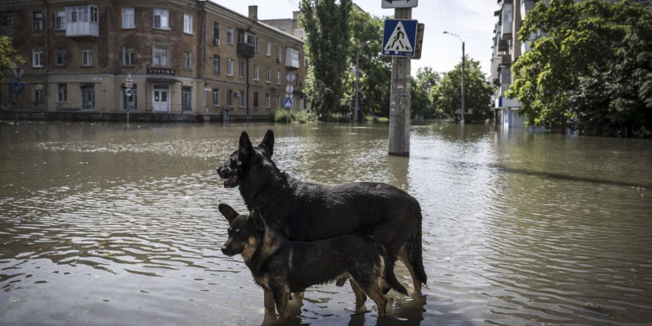 DEVASTATING DAM FAILURE IN KHERSON, ANIMALS AT RISK FROM FLOODING NEED HELP