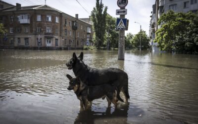 DEVASTATING DAM FAILURE IN KHERSON, ANIMALS AT RISK FROM FLOODING NEED HELP