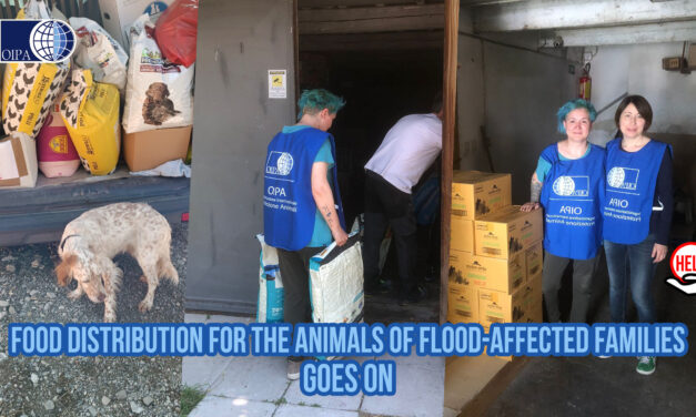 OIPA VOLUNTEERS PROVIDE ASSISTANCE TO FAMILIES WITH PETS THAT HAVE LOST EVERYTHING IN THE FLOOD-AFFECTED AREA OF RAVENNA AND BOLOGNA