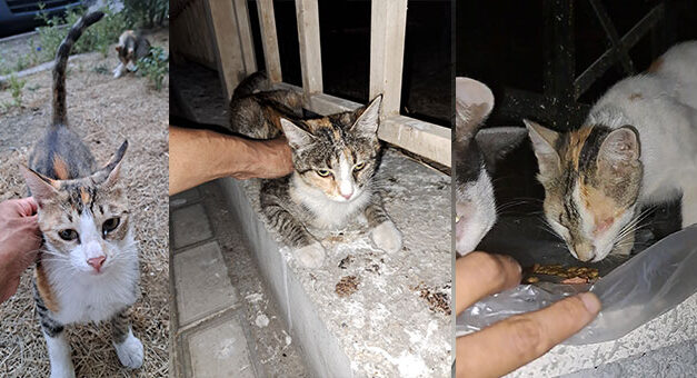HELP STERILIZE SIX ABANDONED FEMALE CATS IN AZERBAIJAN